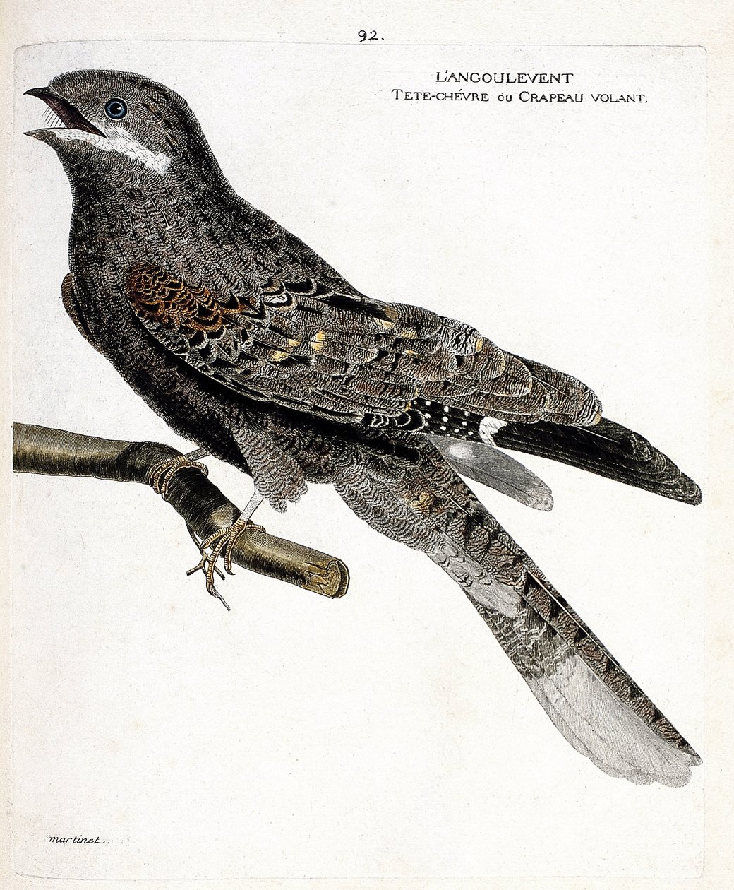 Zoologisk kart (ornitologi): angulventen (europeisk natthauk eller caprimulgus europaeus) på en gren. Illustrasjon i "Fuglenes historie, malt i deres utseende og følsomme aspekter" av Francois Nicolas Martinet (1731-1800). Private samlinger av Francois Nicolas Martinet