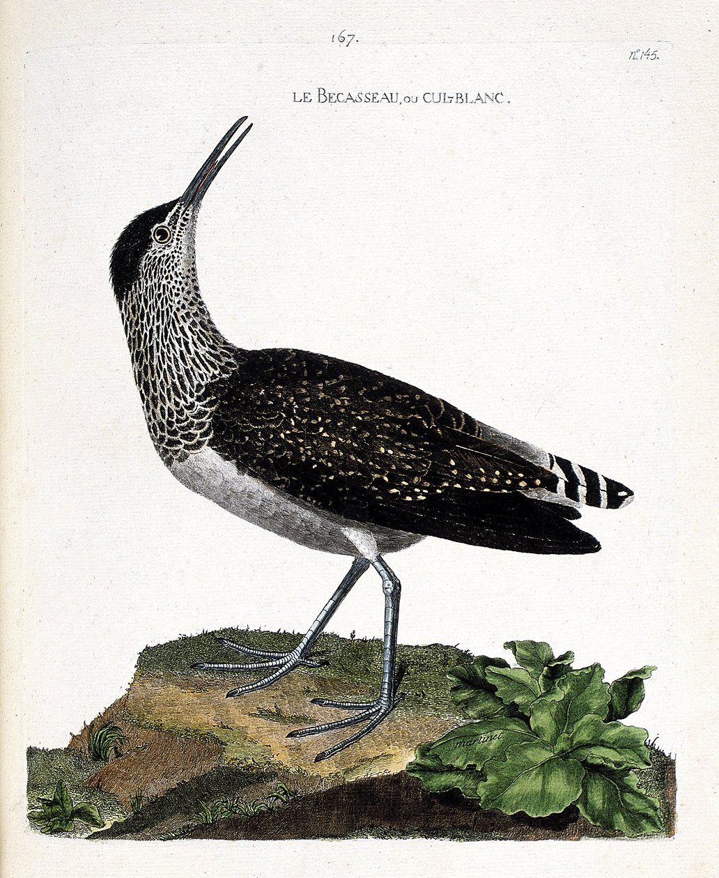 Zoologisk kart (ornitologi): nebbet eller cul-blanc (hvit rumpe, culblanc ridder eller Tringa ochropus). Illustrasjon i "Fuglenes historie, malt i deres utseende og følsomme aspekter" av Francois Nicolas Martinet (1731-1800). Privat samling av Francois Nicolas Martinet