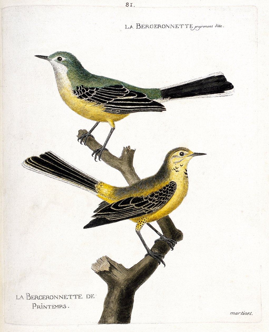 Zoologisk kart (ornitologi): selve bergeronnetten og vårbergeronnetten (springbergeronnette eller motacilla flava) på en gren. Illustrasjon i "Fuglenes historie, malt i deres utseende og følsomme aspekter" av Francois Nicolas Ma av Francois Nicolas Martinet