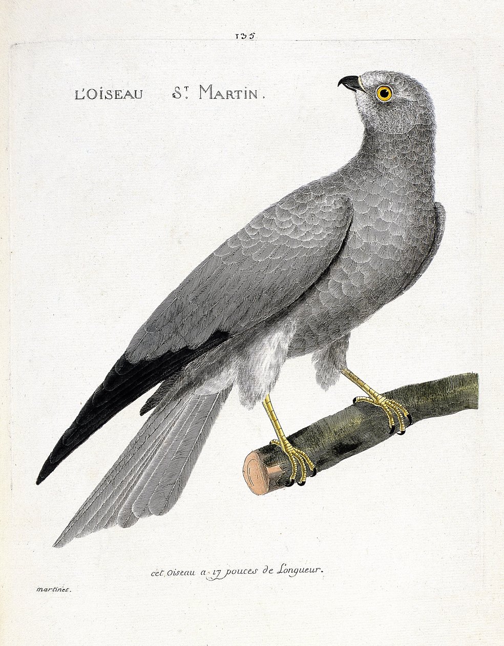 Zoologisk kart (ornitologi): fuglen saint martin (busard saint martin eller circus cyaneus) på en gren. Illustrasjon i "Fuglenes historie, malt i deres utseende og følsomme aspekter" av Francois Nicolas Martinet (1731-1800). Privat samling av Francois Nicolas Martinet