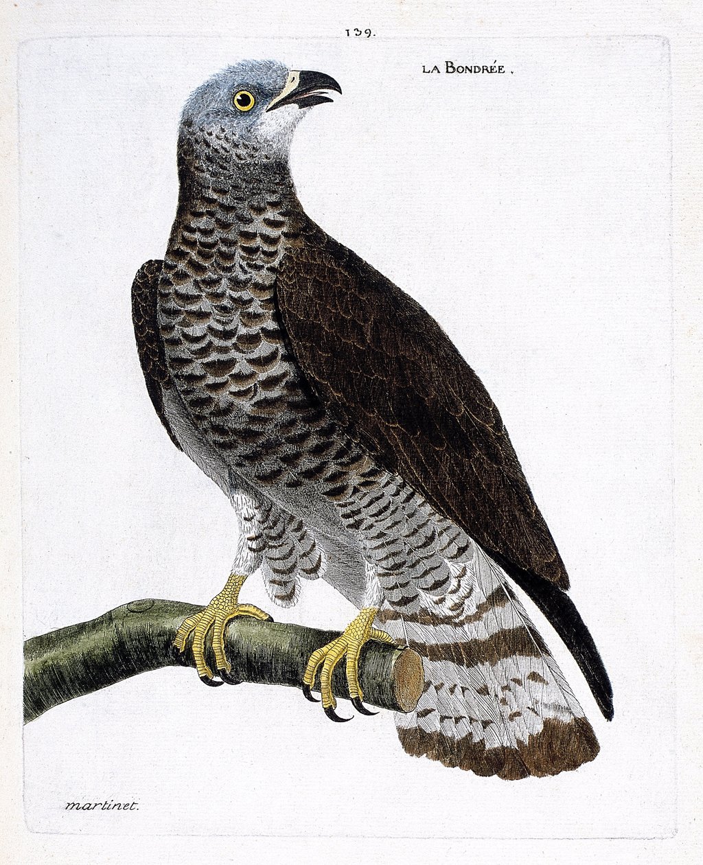 Zoologisk kart (ornitologi): bondree (apivore bondree eller pernis apivorus) på en gren. Illustrasjon i "Fuglenes historie, malt i deres utseende og følsomme aspekter" av Francois Nicolas Martinet (1731-1800). Privat samling. av Francois Nicolas Martinet