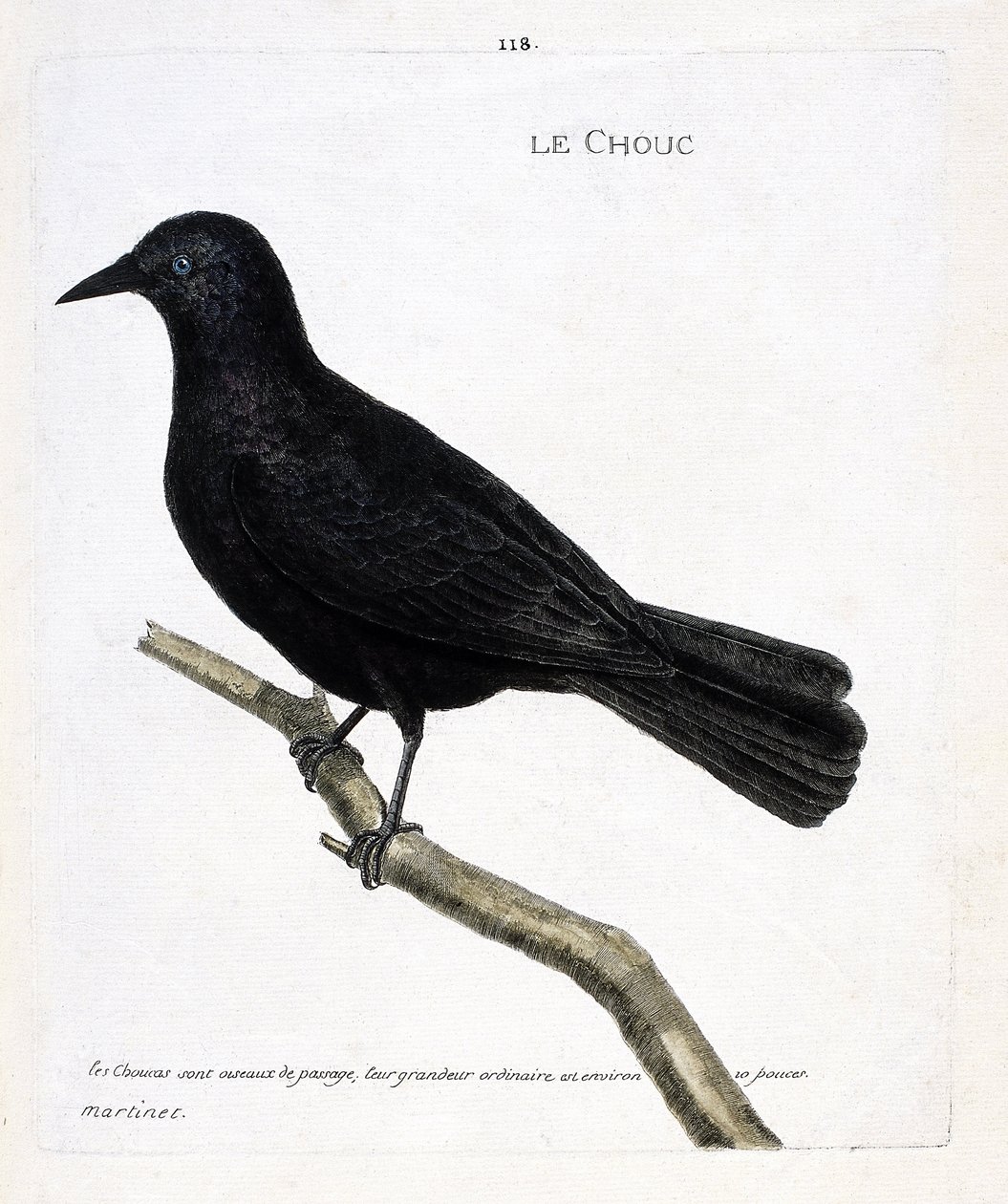 Zoologisk kart (ornitologi): kålen (tårnkålen eller corvus monedula) på en gren. Illustrasjon i "Fuglenes historie, malt i deres utseende og følsomme aspekter" av Francois Nicolas Martinet (1731-1800). Privat samling. av Francois Nicolas Martinet