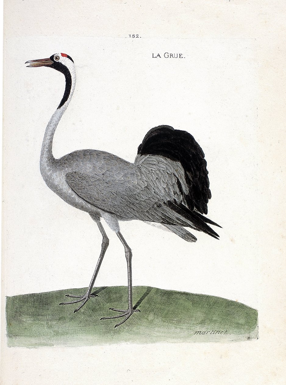 Zoologisk kart (ornitologi): tranen (asketrane eller grus grus) - Illustrasjon i "Fuglenes historie, malt i deres tilsynelatende og følsomme aspekter" av Francois Nicolas Martinet (1731-1800) - Privat samling av Francois Nicolas Martinet