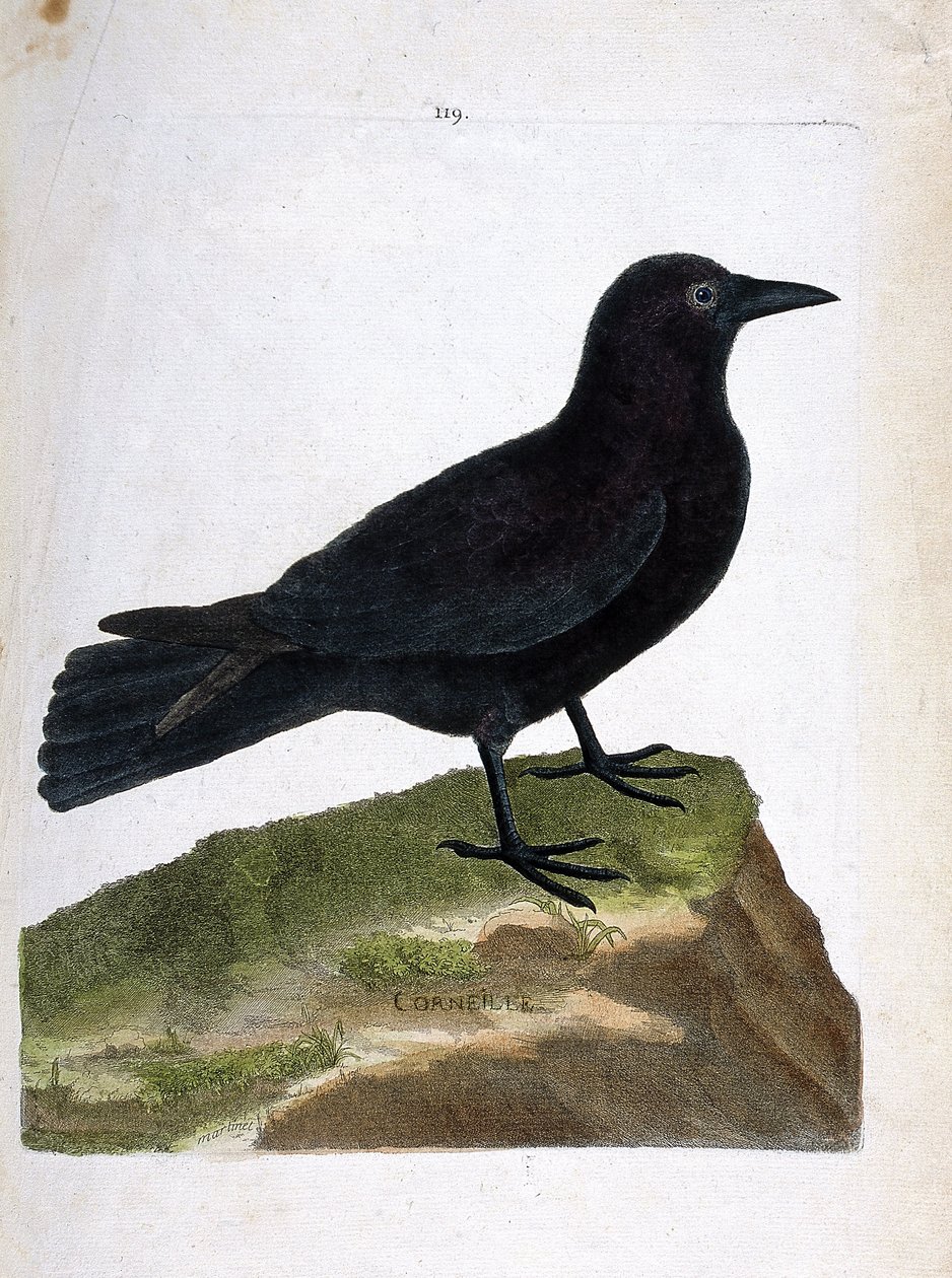 Zoologisk kart (ornitologi): kråken (svart kråke eller corvus corone). Illustrasjon i "Fuglenes historie, malt i deres utseende og følsomme aspekter" av Francois Nicolas Martinet (1731-1800). Privat samling. av Francois Nicolas Martinet