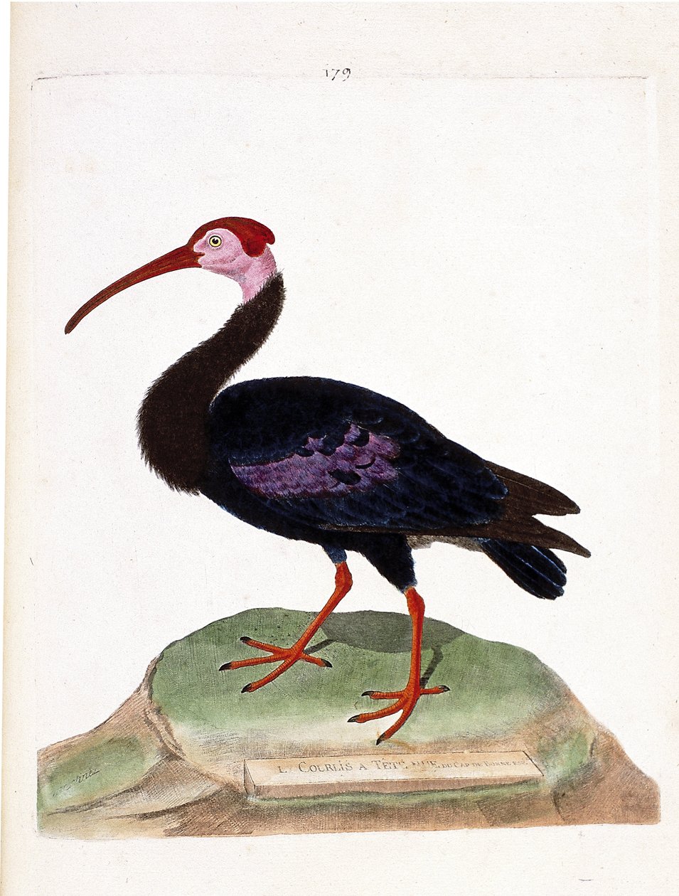 Zoologisk kart (ornitologi): krøllen har et bart hode på hetten av godt håp (ibis du cap eller geronticus calvus). Illustrasjon i "Fuglenes historie, malt i deres utseende og følsomme aspekter" av Francois Nicolas Martinet (1731-1800). P av Francois Nicolas Martinet