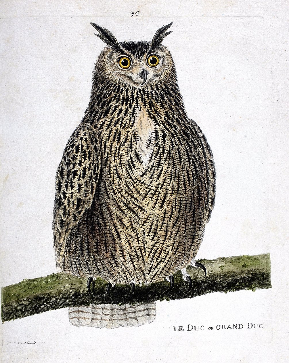 Zoologisk kart (ornitologi): hertugen eller storhertugen (storhertugen eller bubo bubo) på en gren. Illustrasjon i "Fuglenes historie, malt i deres utseende og følsomme aspekter" av Francois Nicolas Martinet (1731-1800). Privat samling. av Francois Nicolas Martinet