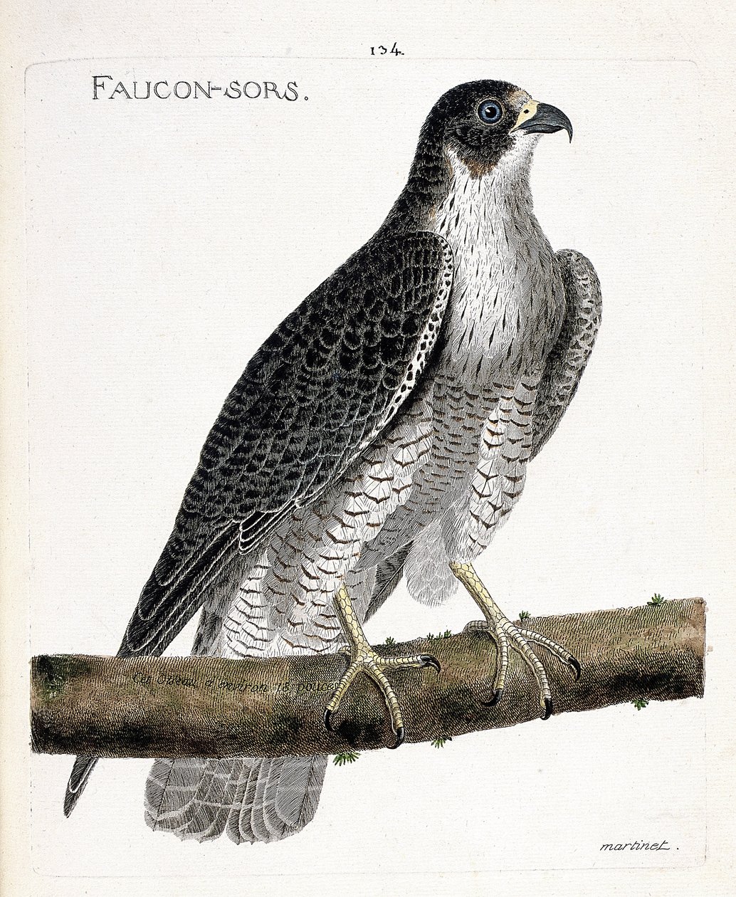 Zoologisk kart (ornitologi): falken kommer ut eller falken ut (pelerinefalk eller falco peregrinus) på en gren. Illustrasjon i "Fuglenes historie, malt i deres utseende og følsomme aspekter" av Francois Nicolas Martinet (1731-1800). Pri av Francois Nicolas Martinet