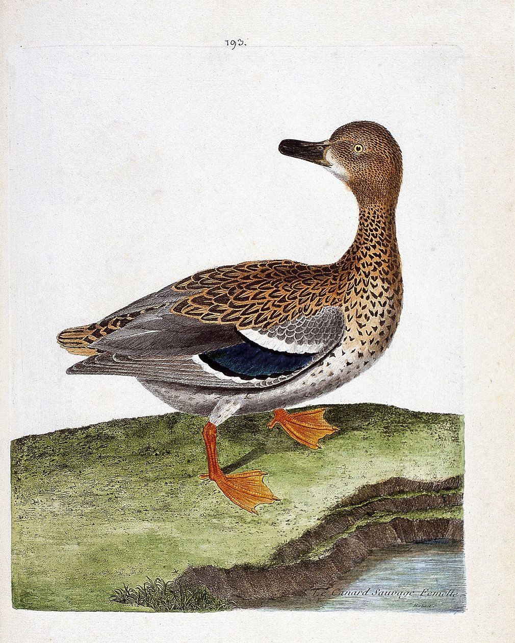 Zoologisk kart (ornitologi): den kvinnelige villanden (stokkand eller anas platyrhynchos). Illustrasjon i "Fuglenes historie, malt i deres utseende og følsomme aspekter" av Francois Nicolas Martinet (1731-1800). Privat samling. av Francois Nicolas Martinet