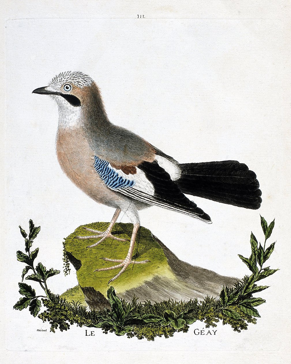 Zoologisk kart (ornitologi): geayen (kanaljay eller garrulus glandarius). Illustrasjon i "Fuglenes historie, malt i deres utseende og følsomme aspekter" av Francois Nicolas Martinet (1731-1800). Privat samling. av Francois Nicolas Martinet