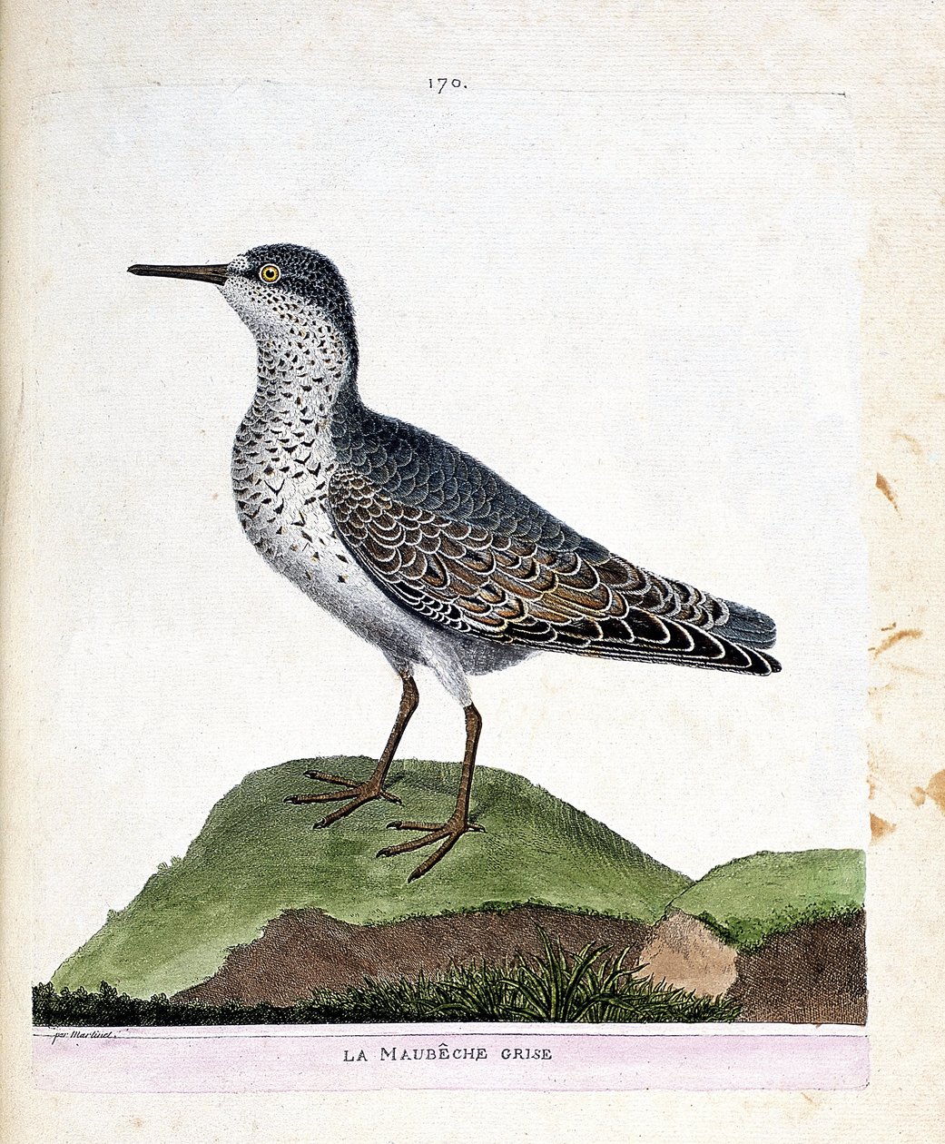 Zoologisk kart (ornitologi): den grå maubeche (lilla nebb eller calidris maritima). Illustrasjon i "Fuglenes historie, malt i deres utseende og følsomme aspekter" av Francois Nicolas Martinet (1731-1800). Privat samling. av Francois Nicolas Martinet