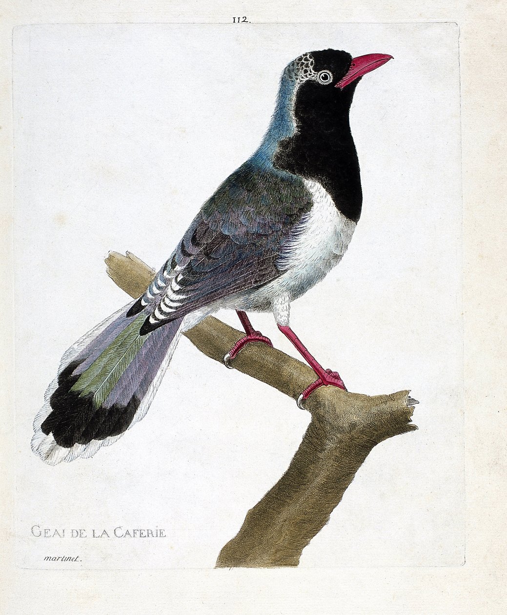 Zoological chart (ornithology): the jay of the coffee shop (red-beaked pirolla or urocissa erythrorhyncha). Illustration in “The History of the Birds, Painted in Their Appearing and Sensitive Aspects” by Francois Nicolas Martinet (1731-1800). Private colle av Francois Nicolas Martinet