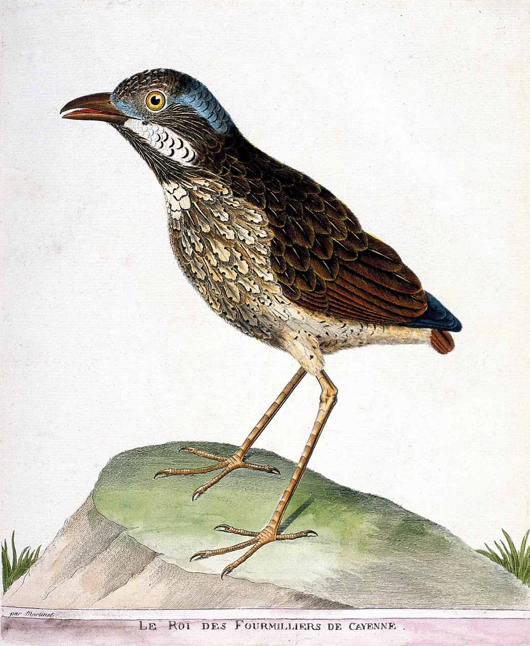 Zoological chart (ornithology): the king of the fourthousand of Cayenne (grallaire king or grallaria varia). Illustration in “The History of the Birds, Painted in Their Appearing and Sensitive Aspects” by Francois Nicolas Martinet (1731-1800). Private coll av Francois Nicolas Martinet