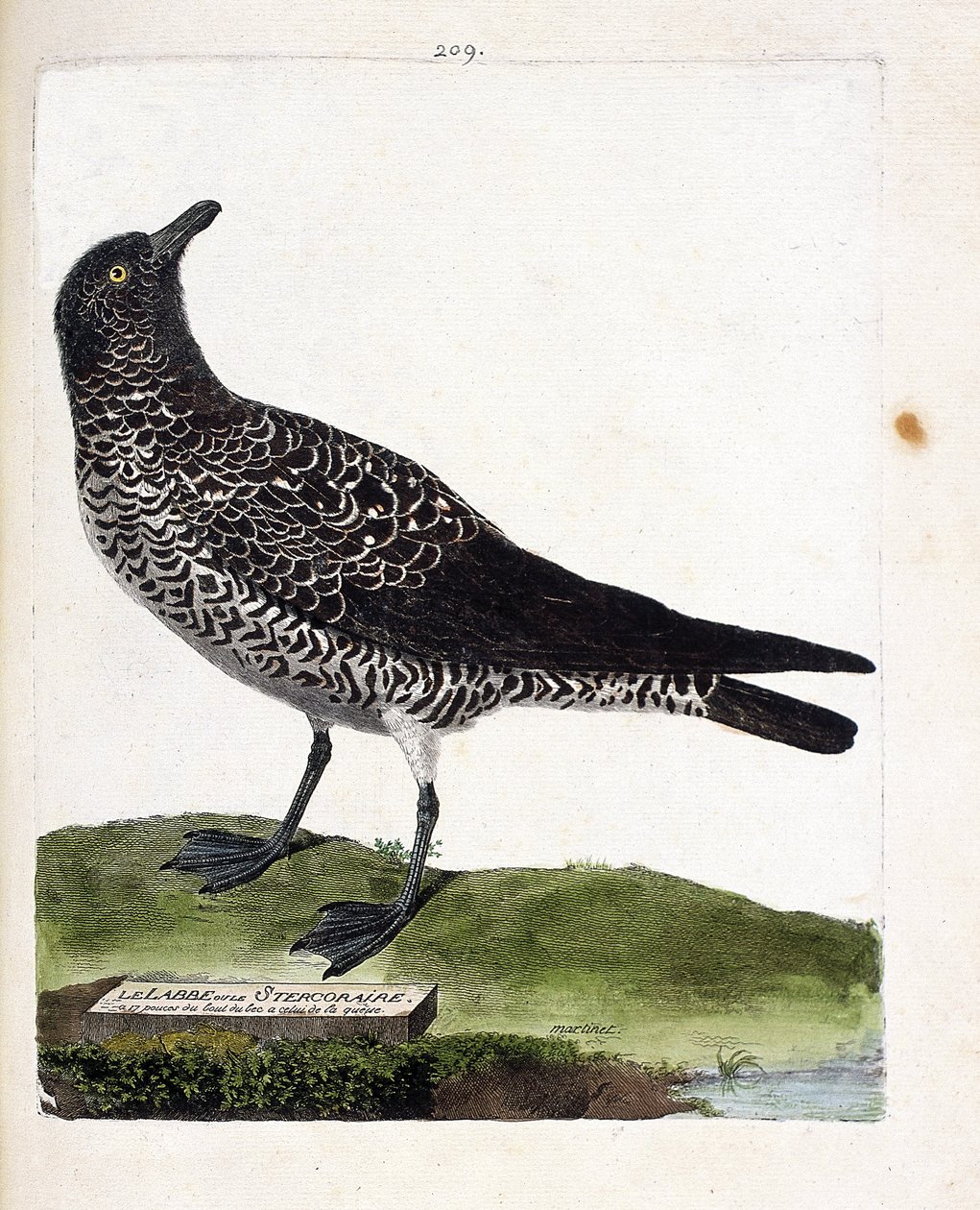 Zoologisk kart (ornitologi): labbe eller stercorar (pomarin labbe eller stercorarius pomarinus). Illustrasjon i "Fuglenes historie, malt i deres utseende og følsomme aspekter" av Francois Nicolas Martinet (1731-1800). Privat samling. av Francois Nicolas Martinet