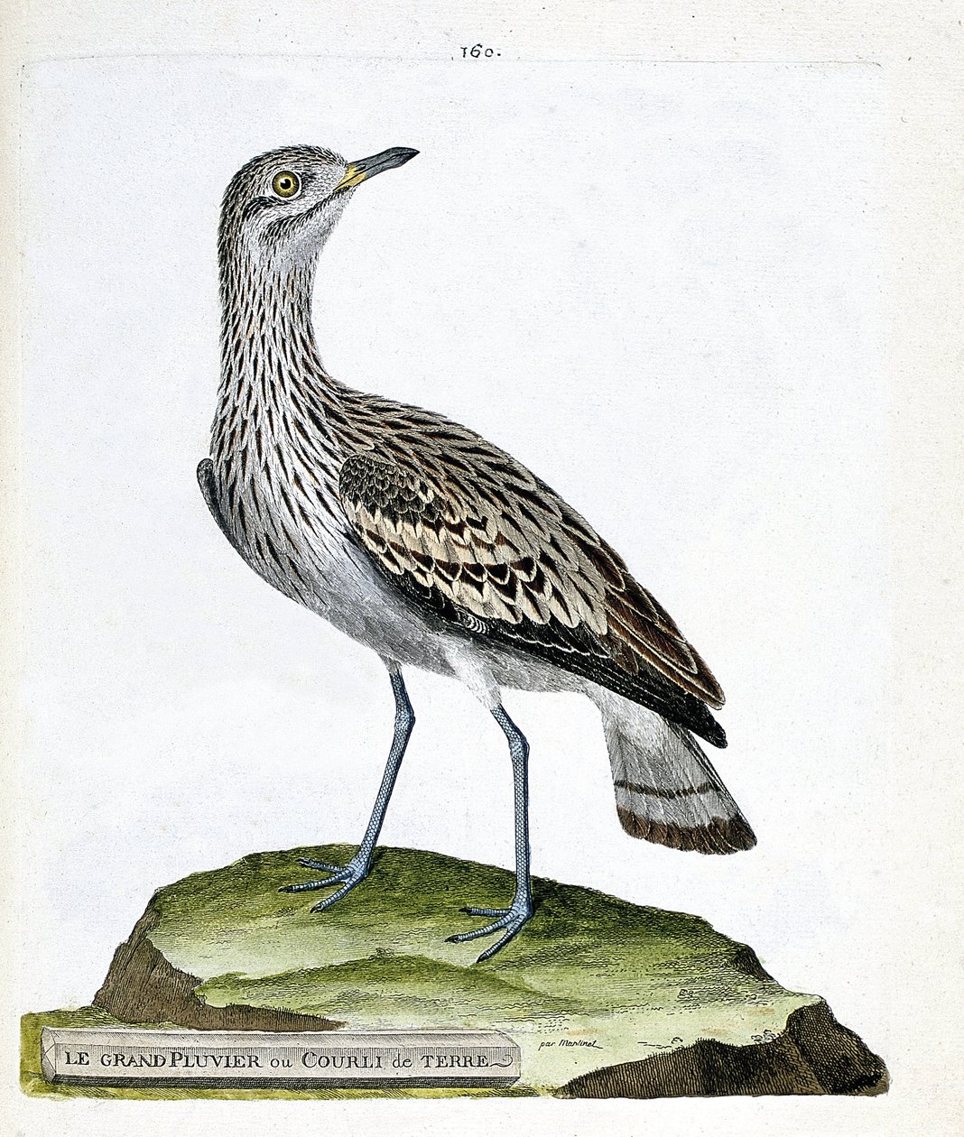 Zoologisk kart (ornitologi): den store ploveren eller kråken (oedicneme criard (Burhinus oedicnemus). Illustrasjon i "Fuglenes historie, malt i deres utseende og følsomme aspekter" av Francois Nicolas Martinet (1731-1800). Privat samling. av Francois Nicolas Martinet