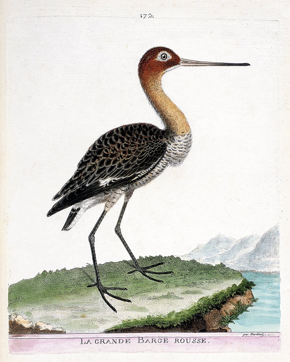 Zoologisk kart (ornitologi): den store røde lekteren (svarthalelekter eller limosa limosa). Illustrasjon i "Fuglenes historie, malt i deres utseende og følsomme aspekter" av Francois Nicolas Martinet (1731-1800). Privat samling. av Francois Nicolas Martinet
