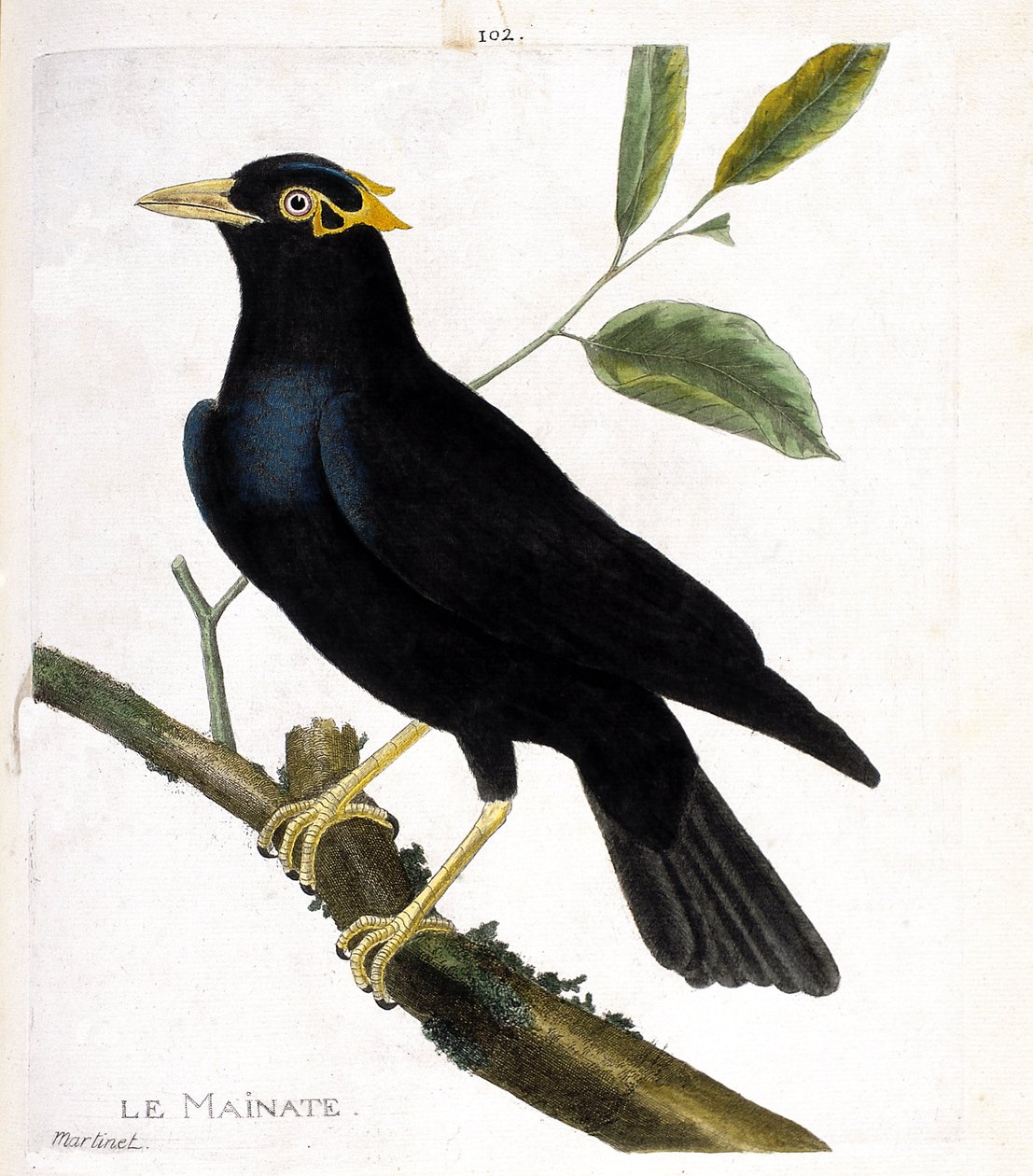 Zoologisk kart (ornitologi): mainate (religiøs mainate eller gracula religiosa) på en gren. Illustrasjon i "Fuglenes historie, malt i deres utseende og følsomme aspekter" av Francois Nicolas Martinet (1731-1800). Privat samling. av Francois Nicolas Martinet