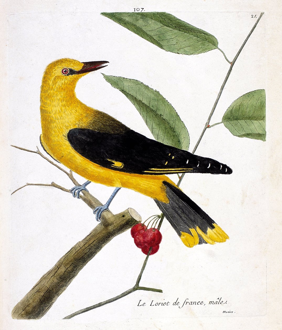 Zoologisk kart (ornitologi): den mannlige franske lorioten (europeisk loriot eller oriolus oriolus) på en gren. Illustrasjon i "Fuglenes historie, malt i deres utseende og følsomme aspekter" av Francois Nicolas Martinet (1731-1800). Private samlinger av Francois Nicolas Martinet