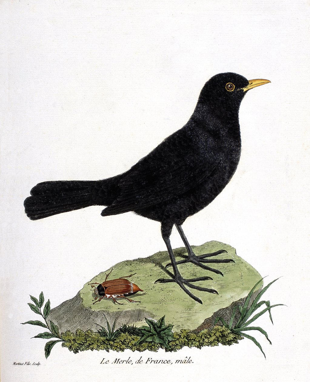 Zoologisk kart (ornitologi): hannen svarttrost (svarttrost eller turdus merula). Illustrasjon i "Fuglenes historie, malt i deres utseende og følsomme aspekter" av Francois Nicolas Martinet (1731-1800). Privat samling. av Francois Nicolas Martinet