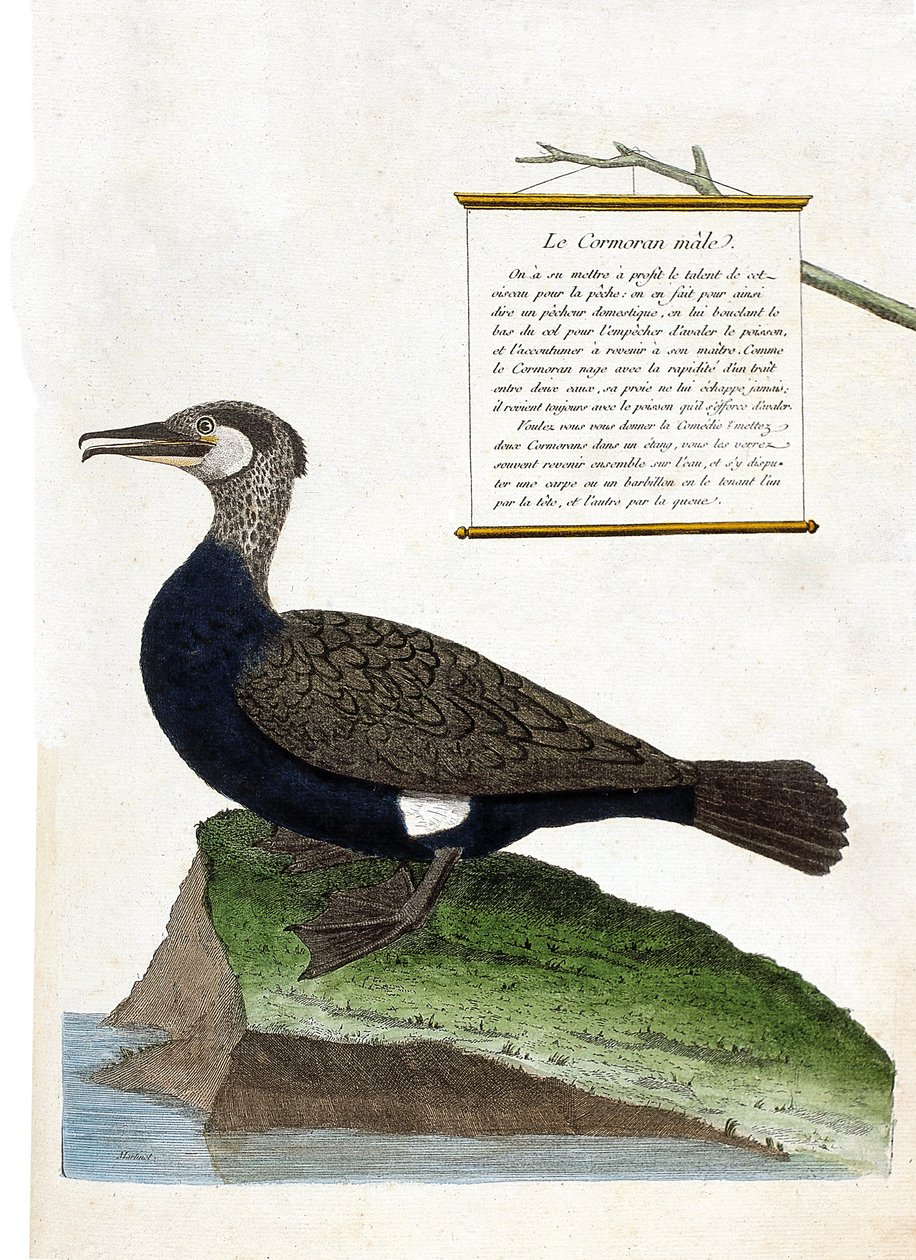 Zoological chart (ornithology): the male cormorant (Great cormorant or phalacrocorax carbo). Illustration in “The History of the Birds, Painted in Their Appearing and Sensitive Aspects” by Francois Nicolas Martinet (1731-1800). Private collection. av Francois Nicolas Martinet