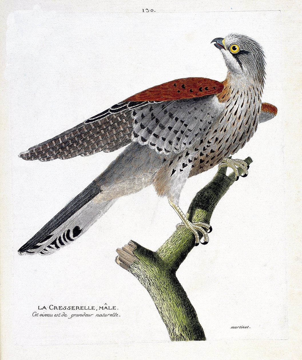 Zoologisk kart (ornitologi): hannbrannkarse (haukhauk eller falco tinnunculus) på en gren. Illustrasjon i "Fuglenes historie, malt i deres utseende og følsomme aspekter" av Francois Nicolas Martinet (1731-1800). Privat samling. av Francois Nicolas Martinet