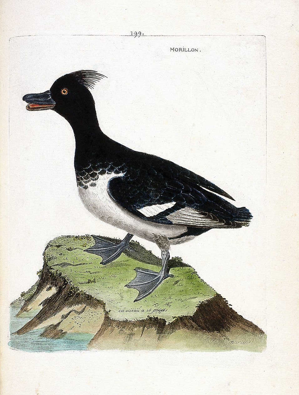 Zoological chart (ornithology): the morillon (Scaup morillon or Aythia fuligula). Illustration in “The History of the Birds, Painted in Their Appearing and Sensitive Aspects” by Francois Nicolas Martinet (1731-1800). Private collection. av Francois Nicolas Martinet