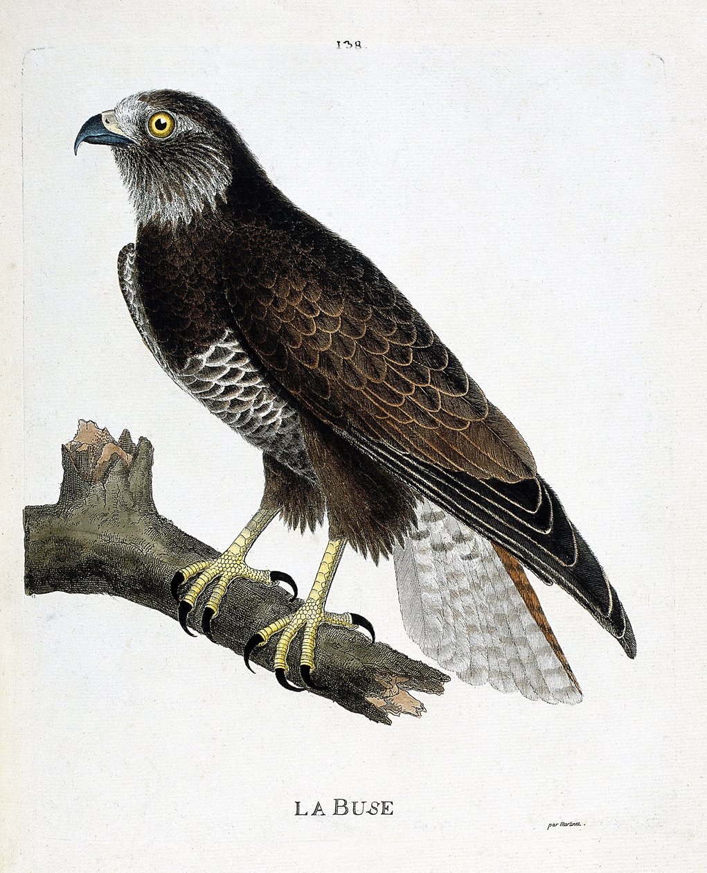 Zoologisk kart (ornitologi): munnstykket (variabel dyse eller buteo buteo) på en gren. Illustrasjon i "Fuglenes historie, malt i deres utseende og følsomme aspekter" av Francois Nicolas Martinet (1731-1800). Privat samling. av Francois Nicolas Martinet