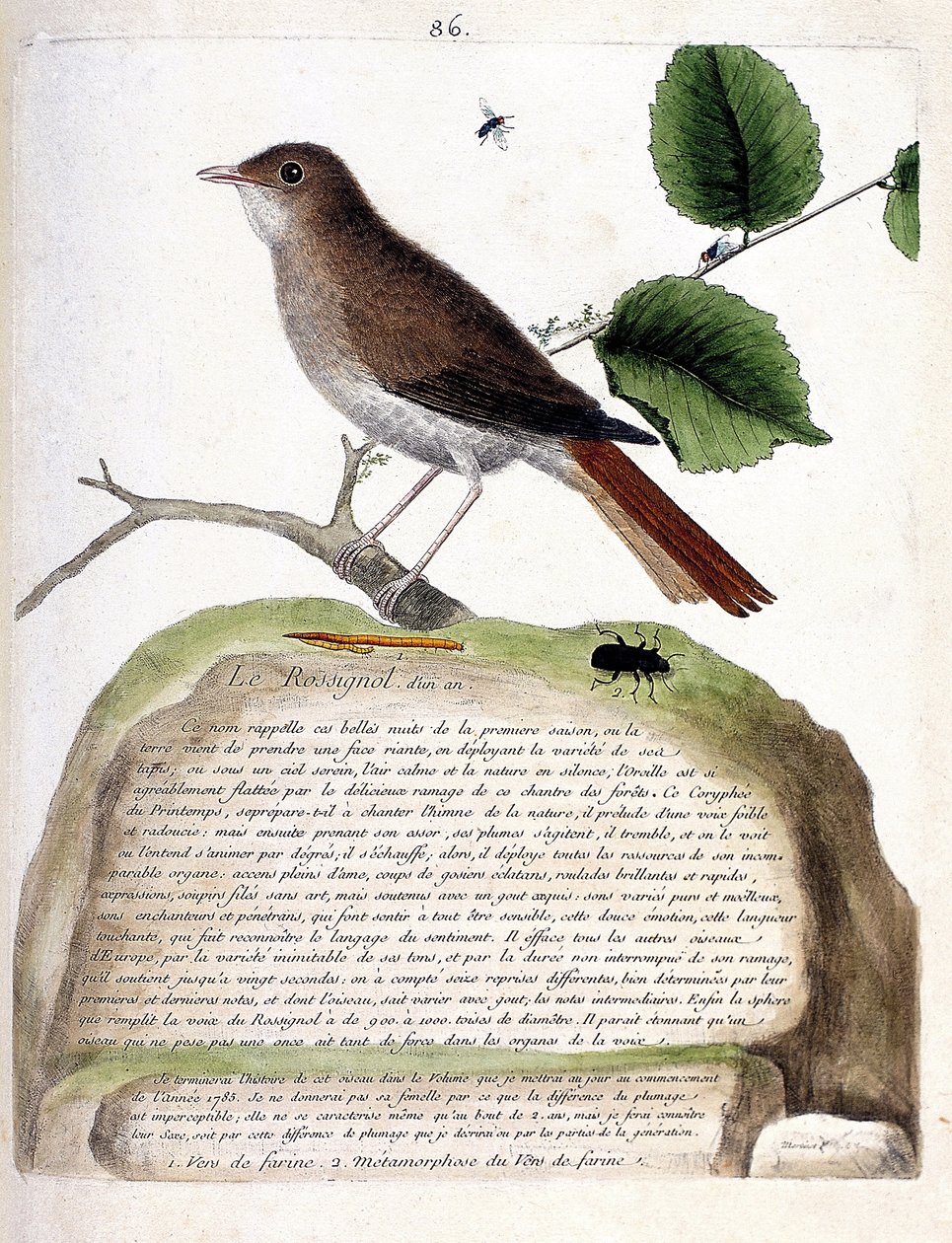 Zoological chart (ornithology): the one-year-old nightingale (nightingale or luscinia megarhynchos) on a branch. Illustration in “The History of the Birds, Painted in Their Appearing and Sensitive Aspects” by Francois Nicolas Martinet (1731-1800). Private  av Francois Nicolas Martinet