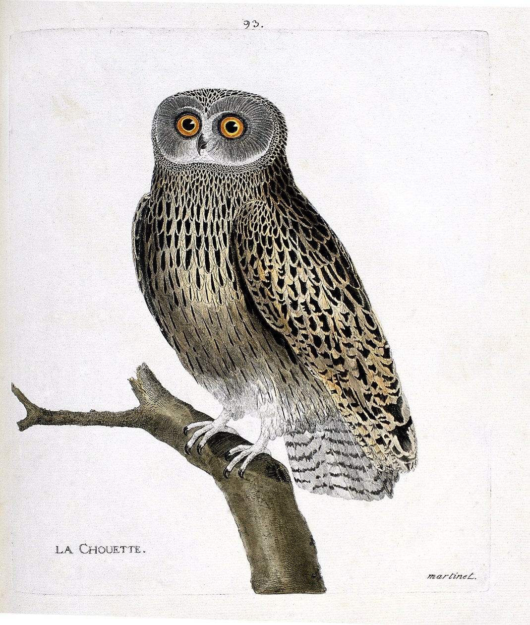 Zoologisk kart (ornitologi): uglen (hulotteugle eller strix aluco) på en gren. Illustrasjon i "Fuglenes historie, malt i deres utseende og følsomme aspekter" av Francois Nicolas Martinet (1731-1800). Privat samling. av Francois Nicolas Martinet