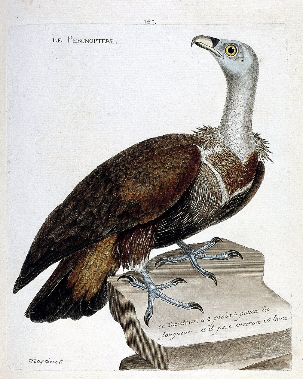 Zoologisk kart (ornitologi): percnoptere (fawn gribb eller fulvus gyps). Illustrasjon i "Fuglenes historie, malt i deres utseende og følsomme aspekter" av Francois Nicolas Martinet (1731-1800). Privat samling. av Francois Nicolas Martinet