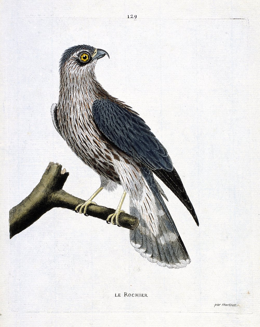 Zoologisk kart (ornitologi): bergarten (emerillonfalk eller falco colombarius) på en gren. Illustrasjon i "Fuglenes historie, malt i deres utseende og følsomme aspekter" av Francois Nicolas Martinet (1731-1800). Privat samling. av Francois Nicolas Martinet