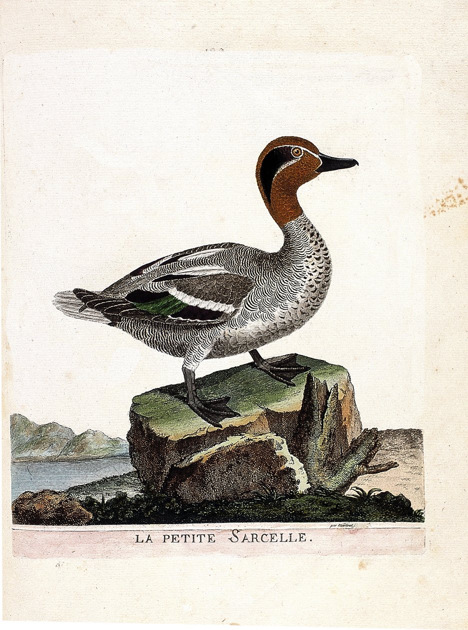 Zoologisk kart (ornitologi): den lille krikkand (vinterkrikk eller anas crecca). Illustrasjon i "Fuglenes historie, malt i deres utseende og følsomme aspekter" av Francois Nicolas Martinet (1731-1800). Privat samling. av Francois Nicolas Martinet