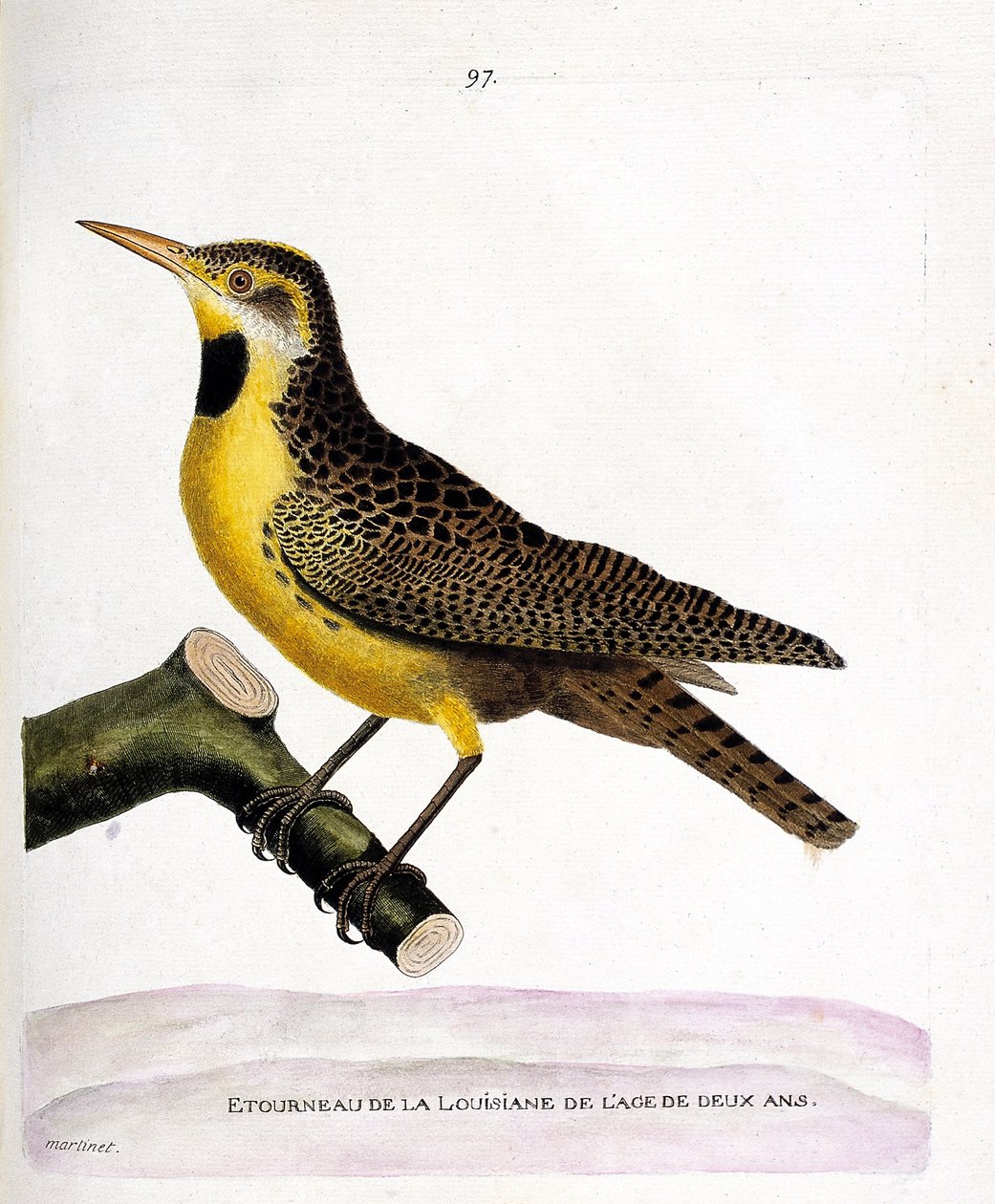 Zoologisk kart (ornitologi): stæren til lousiana (pretsturnella eller sturnella magna) på en gren. Illustrasjon i "Fuglenes historie, malt i deres utseende og følsomme aspekter" av Francois Nicolas Martinet (1731-1800). Private samlinger av Francois Nicolas Martinet
