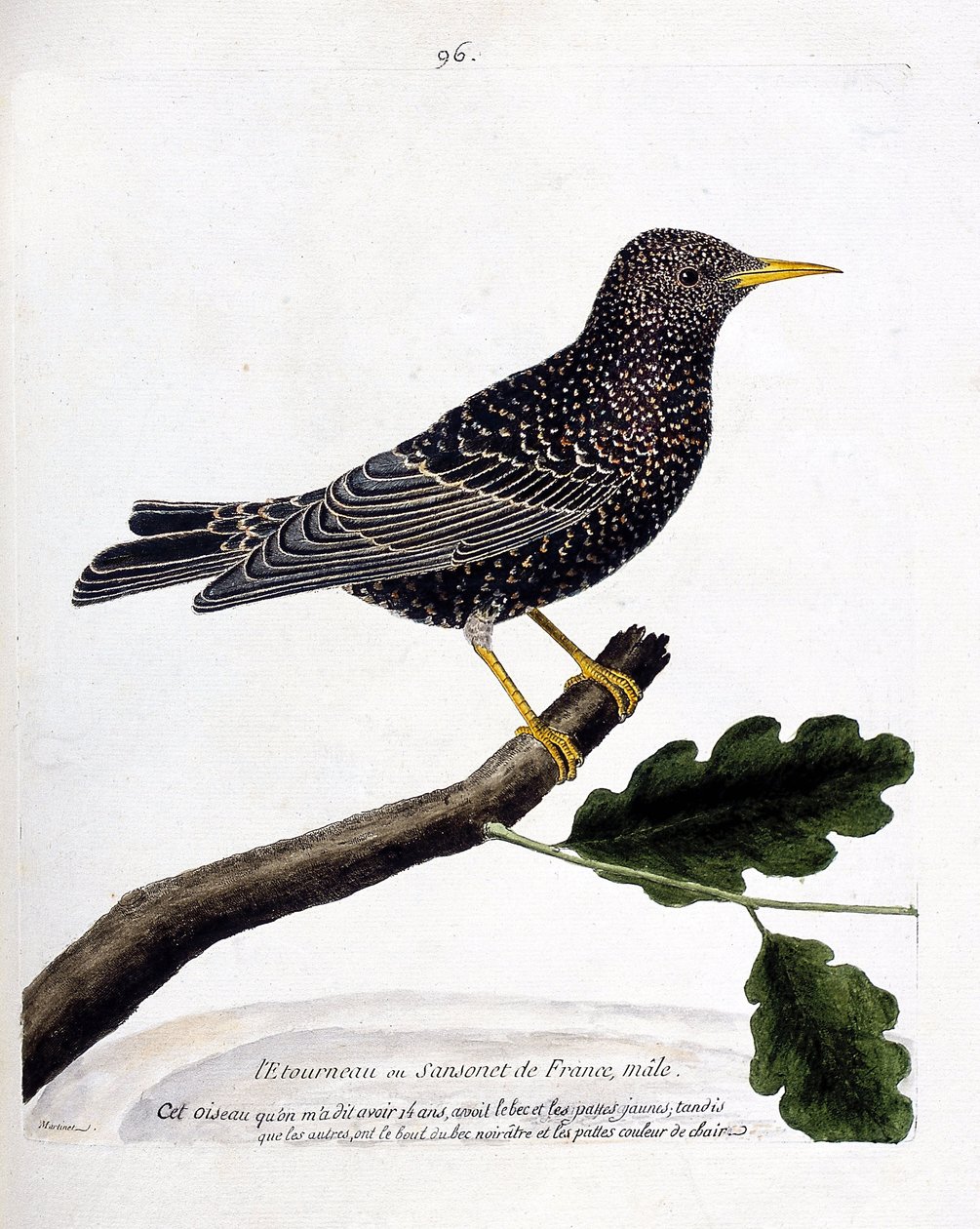 Zoologisk kart (ornitologi): stær eller sansonet (stær eller sturnus vulgaris) på en gren. Illustrasjon i "Fuglenes historie, malt i deres utseende og følsomme aspekter" av Francois Nicolas Martinet (1731-1800). Privat samling. av Francois Nicolas Martinet