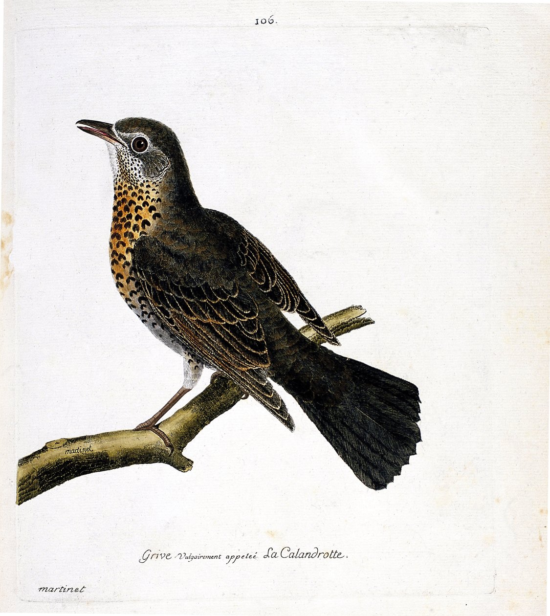 Zoologisk kart (ornitologi): trosten vanligvis kalt calandrotte på en gren. Illustrasjon i "Fuglenes historie, malt i deres utseende og følsomme aspekter" av Francois Nicolas Martinet (1731-1800). Privat samling. av Francois Nicolas Martinet