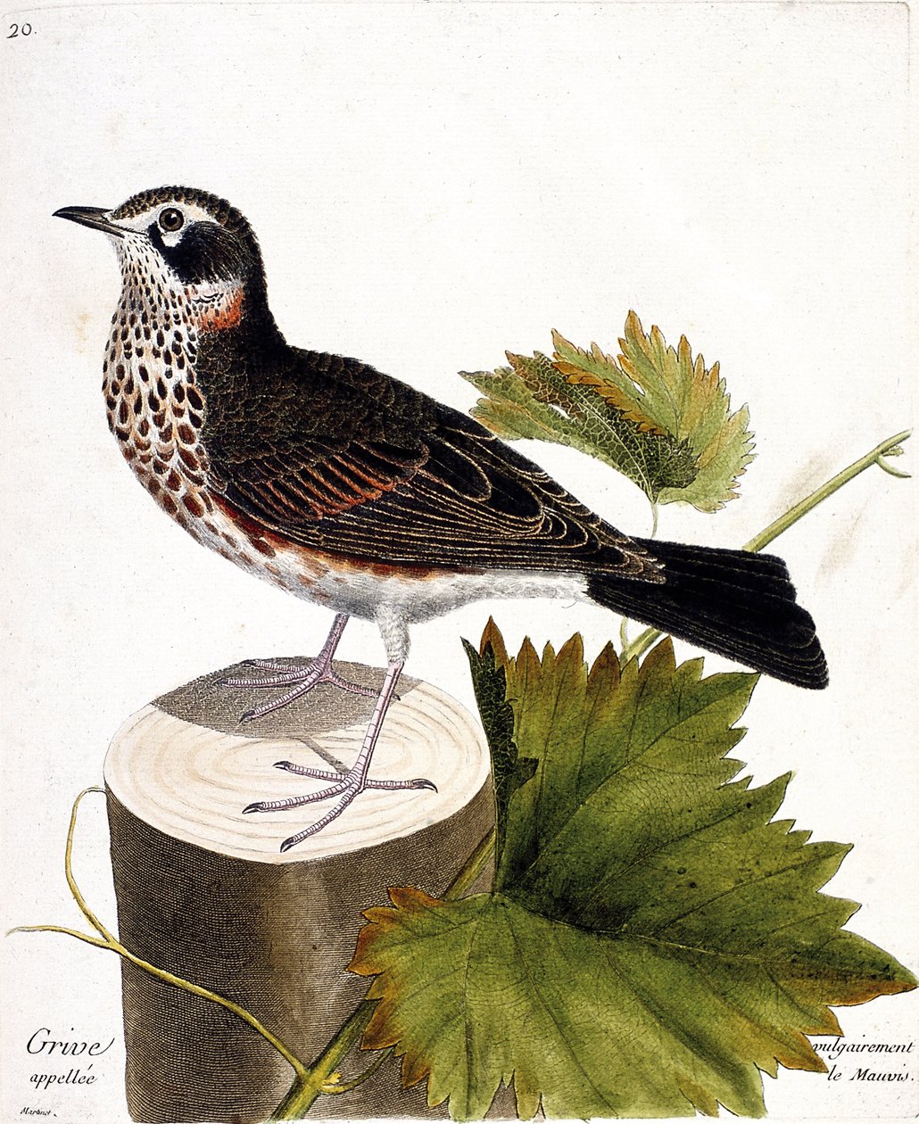Zoologisk kart (ornitologi): trosten ofte kalt mauvis (mauvis trost eller turdus iliacus) på en trestamme. Illustrasjon i "Fuglenes historie, malt i deres utseende og følsomme aspekter" av Francois Nicolas Martinet (1731-1800). av Francois Nicolas Martinet