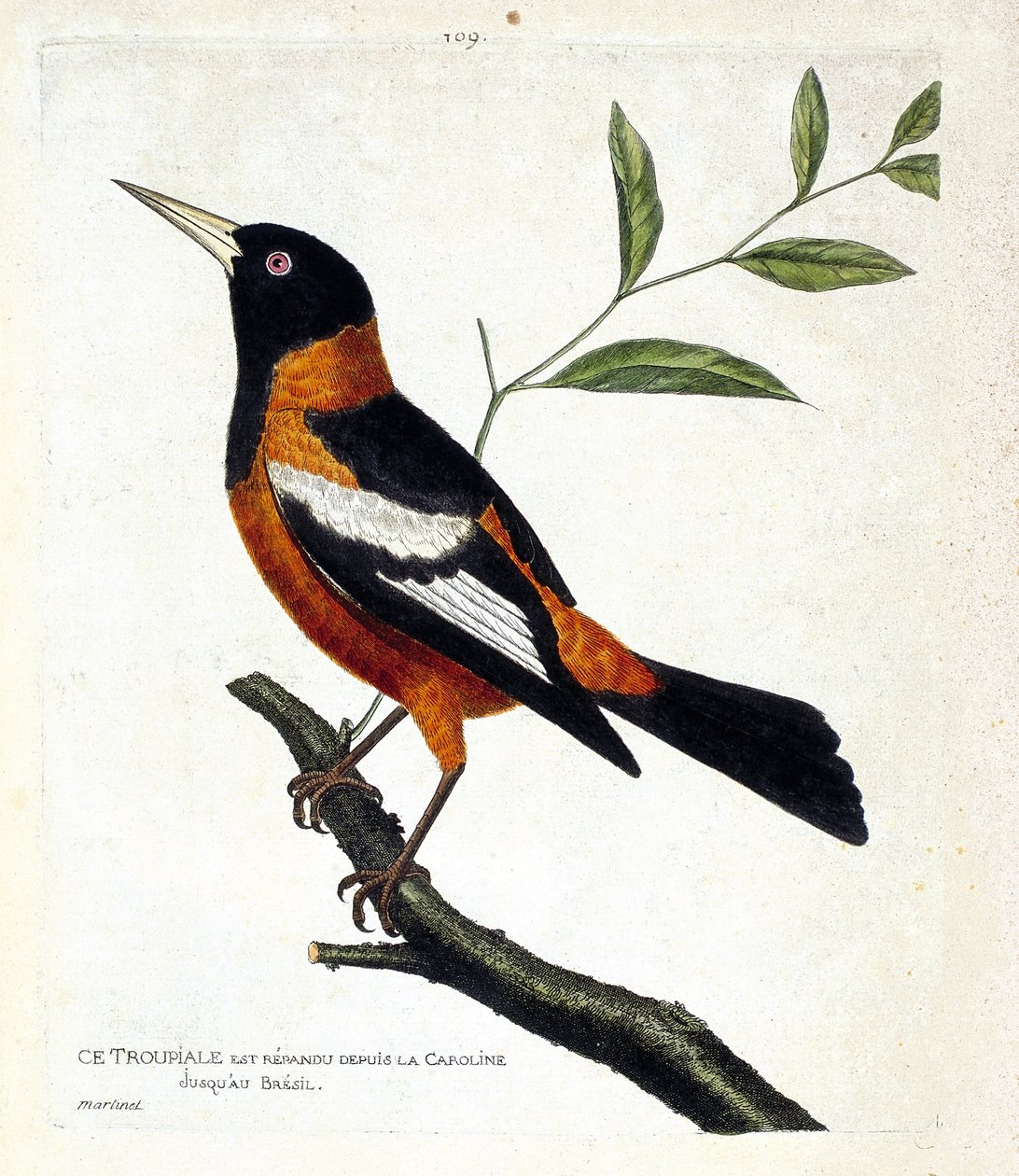 Zoologisk kart (ornitologi): troupiale (troupiale oriole eller icterus icterus) på en gren. Illustrasjon i "Fuglenes historie, malt i deres utseende og følsomme aspekter" av Francois Nicolas Martinet (1731-1800). Privat samling. av Francois Nicolas Martinet