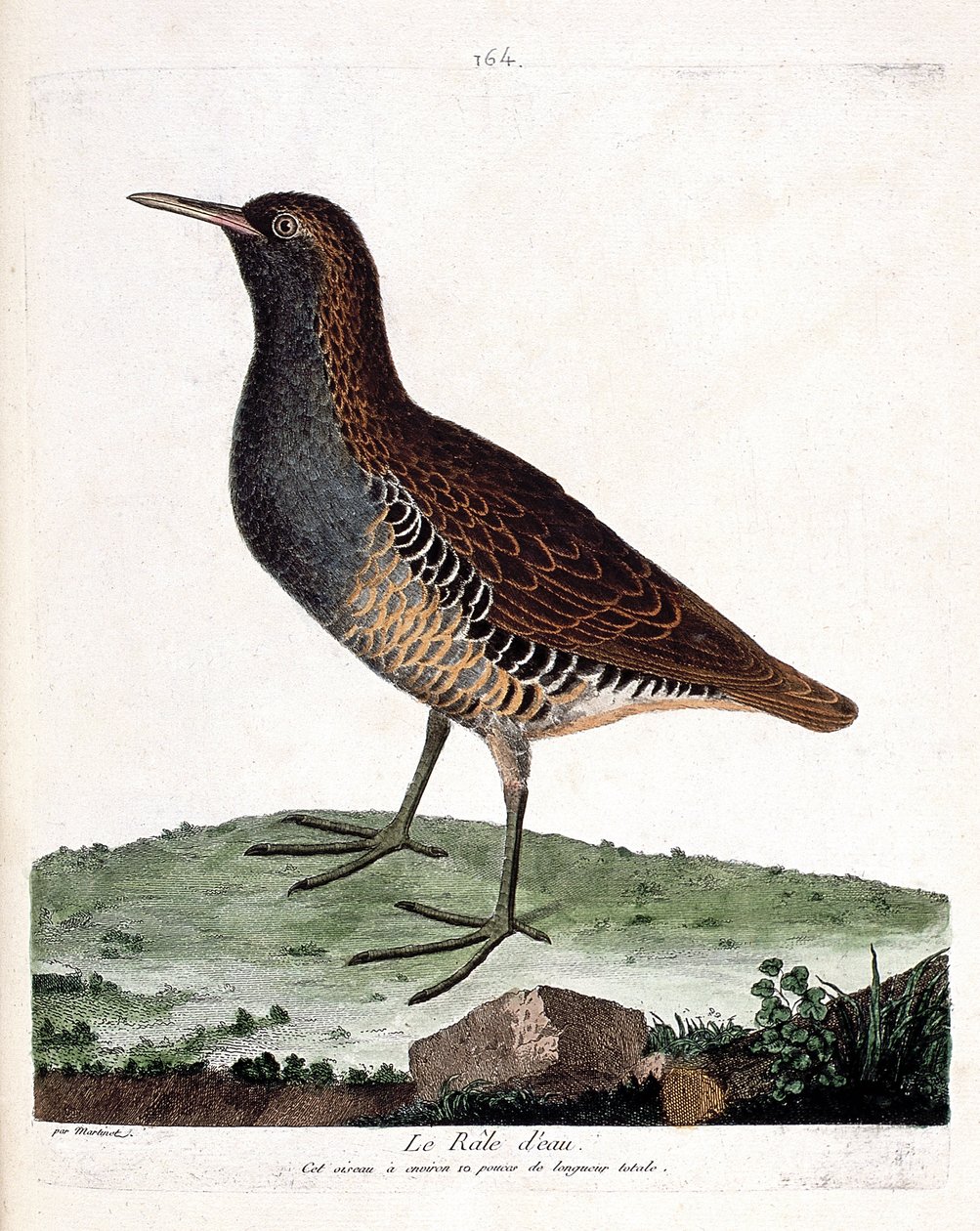 Zoological chart (ornithology): the water rale (rallus aquaticus). Illustration in “The History of the Birds, Painted in Their Appearing and Sensitive Aspects” by Francois Nicolas Martinet (1731-1800). Private collection. av Francois Nicolas Martinet