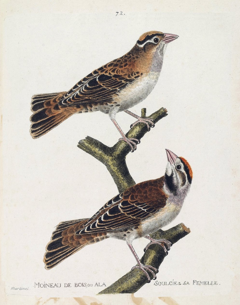 Zoologisk kart (ornitologi): skogspurven eller relieffet (Hudsonsparrow eller spizea arborea) og hunnen (avlastet spurv eller petronia petronia). Illustrasjon i "Fuglenes historie, malt i deres utseende og følsomme aspekter" av Franco av Francois Nicolas Martinet