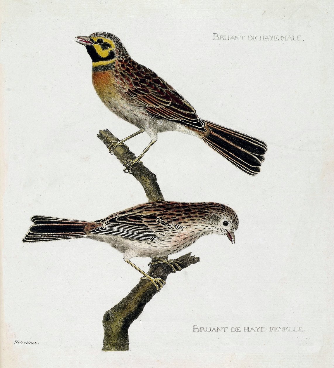 Zoologisk kart (ornitologi): topp til bunn: Hann- og hunnspurv (zizi eller emberiza cirlus) på en gren. Illustrasjon i "Fuglenes historie, malt i deres utseende og følsomme aspekter" av Francois Nicolas Martinet (1731-1800). Priv av Francois Nicolas Martinet