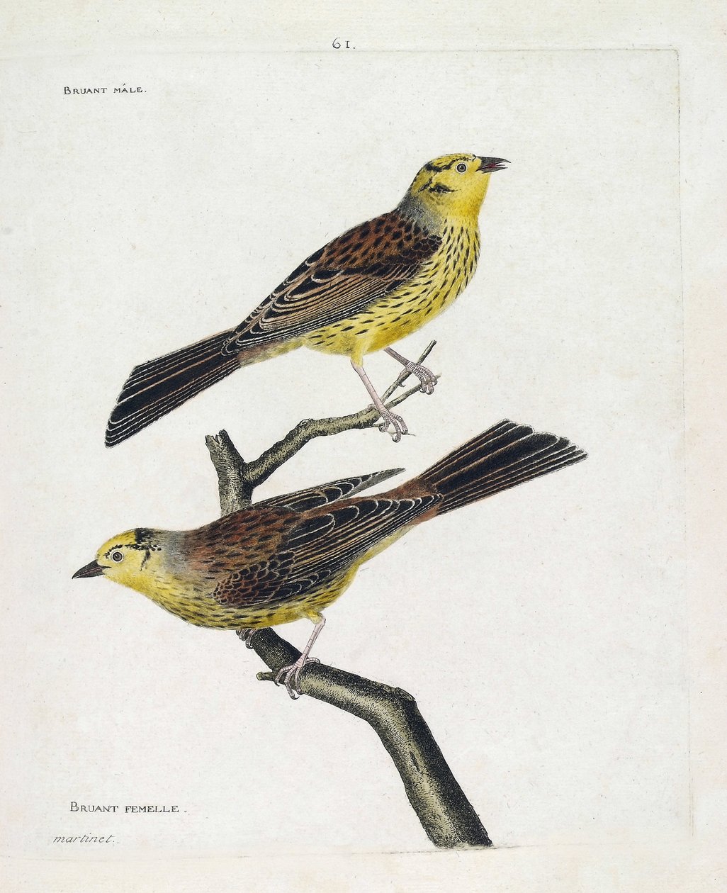 Zoologisk kart (ornitologi): topp til bunn: Hann- og hunnspurv (gulspurv eller Emberiza citrinella). Illustrasjon i "Fuglenes historie, malt i deres utseende og følsomme aspekter" av Francois Nicolas Martinet (1731-1800). Privat av Francois Nicolas Martinet