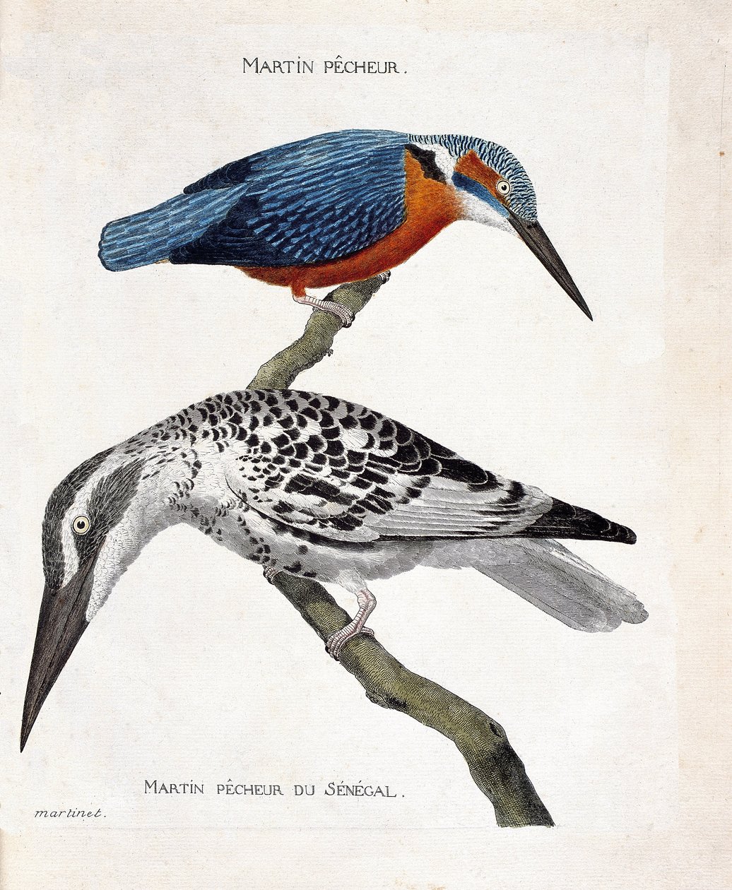 Zoologisk kart (ornitologi): topp til bunn: Martin pecheur (martin pecheur d