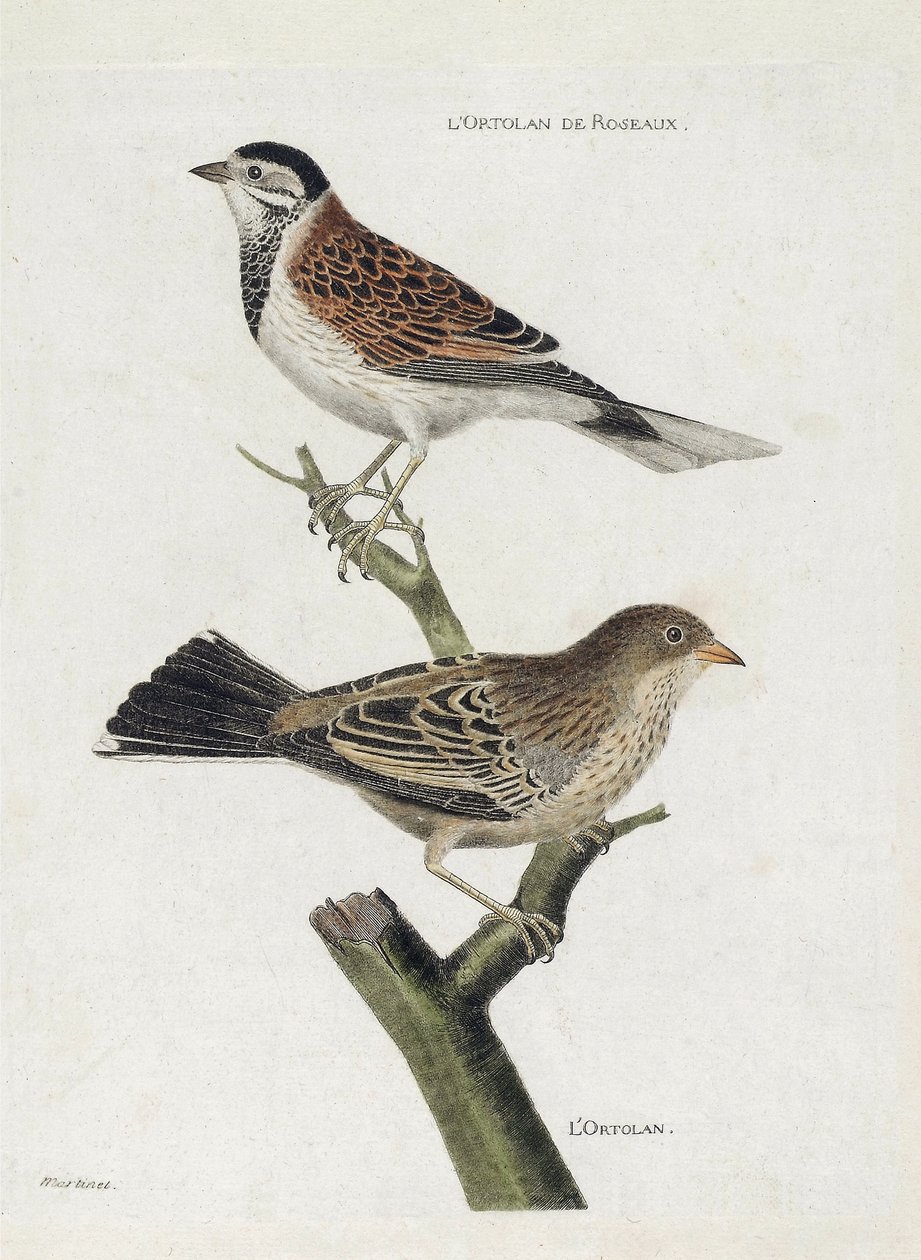 Zoologisk kart (ornitologi): topp til bunn: Siv ortolan (Red Sparrow eller Emberiza schoeniclus) og Ortolan (Ortolan Sparrow eller Emberiza hortulana) på en gren. Illustrasjon i "Fuglenes historie, malt i deres utseende og følsomme aspekter" av Francois Nicolas Martinet