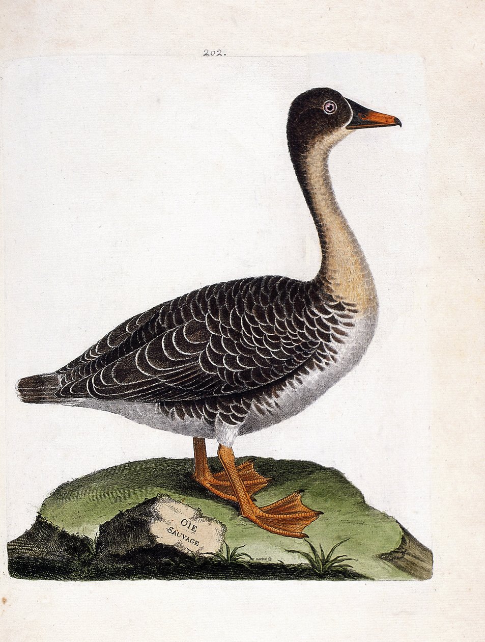 Zoologisk kart (ornitologi): villgås (høstegås eller anser fabalis). Illustrasjon i "Fuglenes historie, malt i deres utseende og følsomme aspekter" av Francois Nicolas Martinet (1731-1800). Privat samling. av Francois Nicolas Martinet