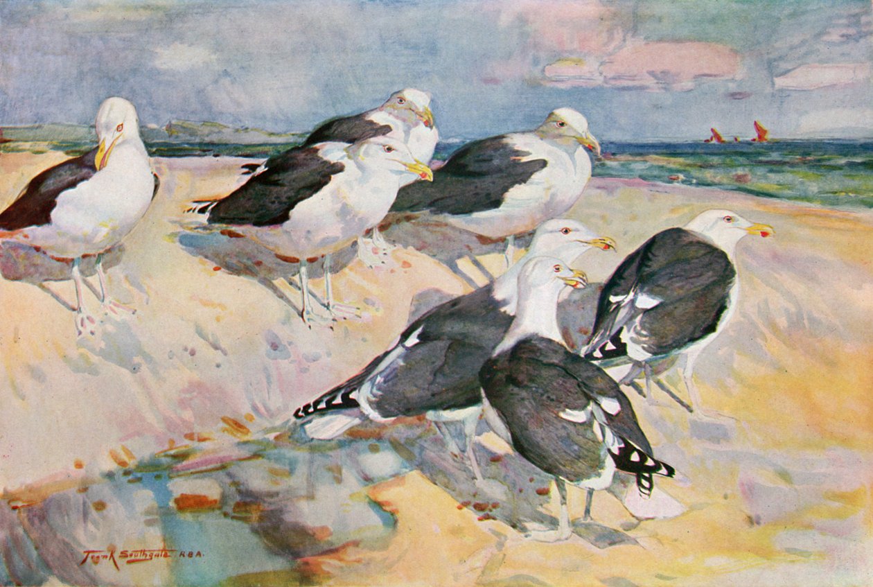 Svartrygg, illustrasjon fra 