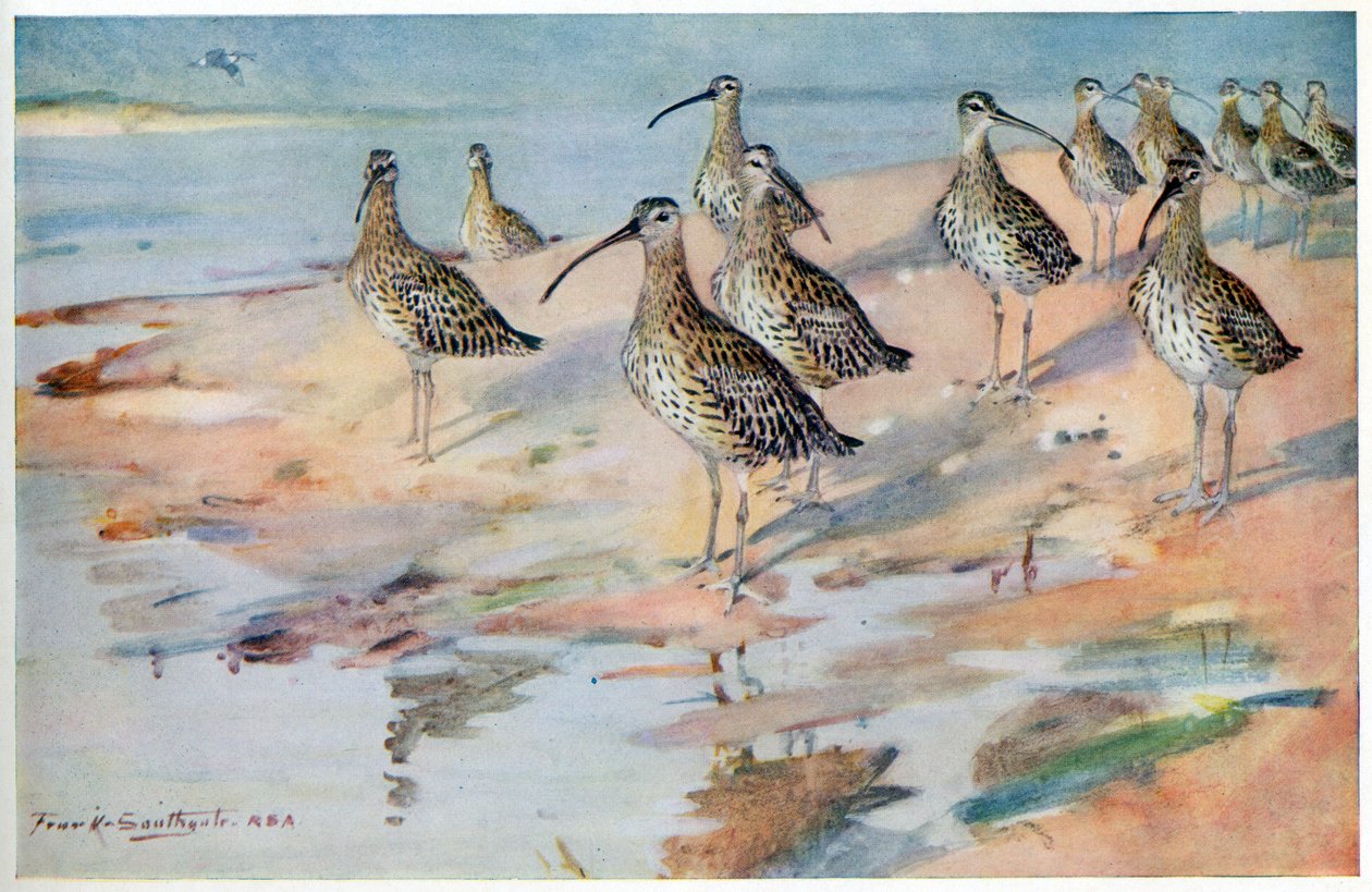 Curlew ved Blakeney Point, illustrasjon fra 