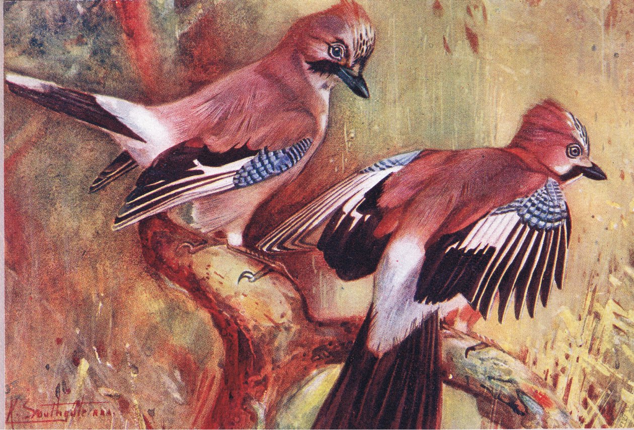 Jays, illustrasjon fra Wild Nature & Country Life utgitt av Hodder & Stoughton, ca. 1910 av Frank Southgate
