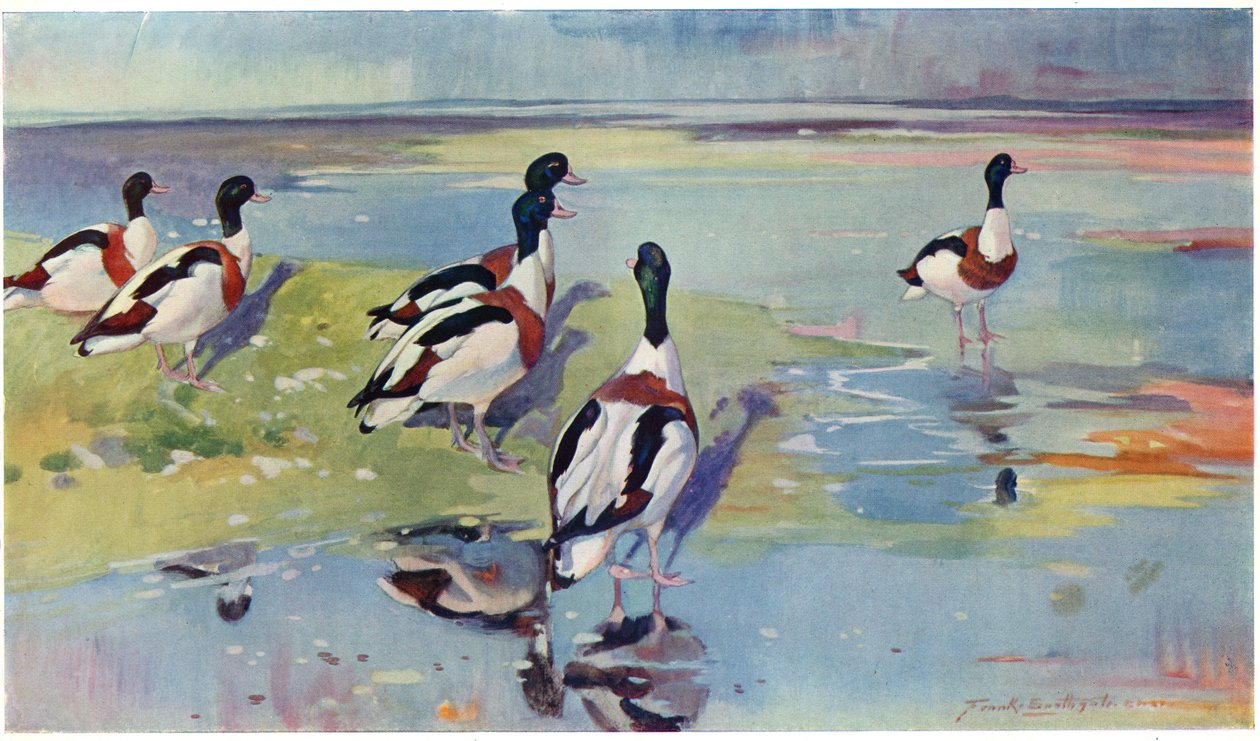 Shelducks on the Flats, illustrasjon fra 