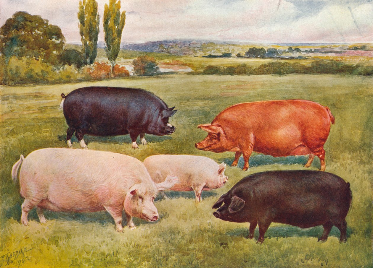 Griseraser, c1902 c1910 av Frank Babbage