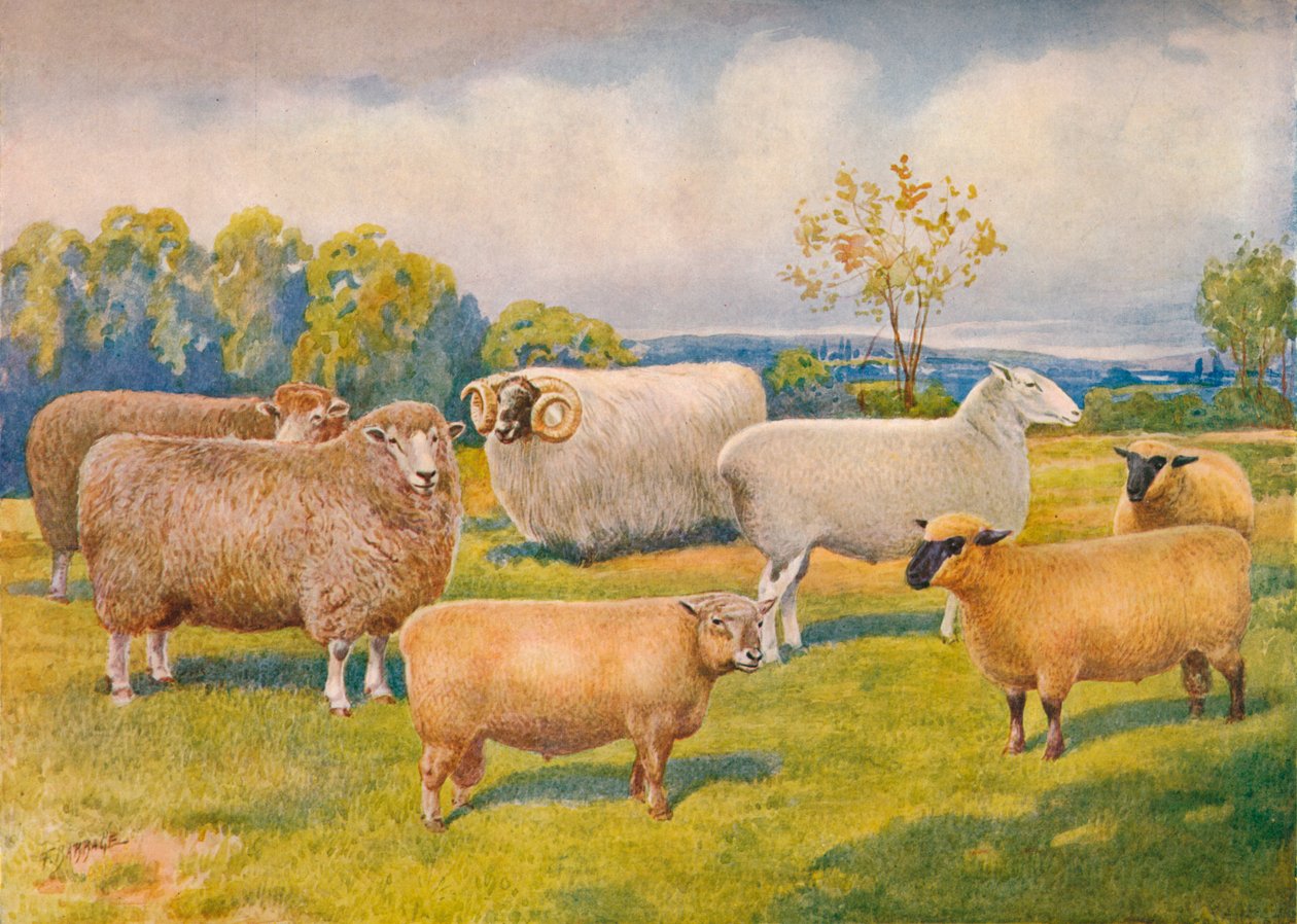 Saueraser, c1902 c1910 av Frank Babbage