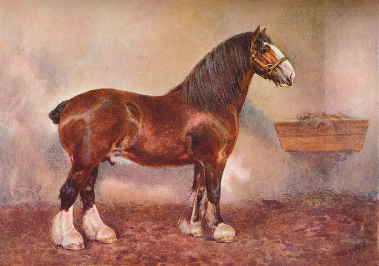 Clydesdale-hingsten Prince of Albion, c1900 c1910 av Frank Babbage
